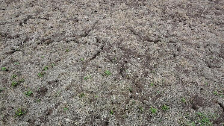 So sieht eine Mäuse-"Großstadt" auf einer Wiese im Itzgrund aus. Die Landwirte klagen über immense Schäden, nicht nur im Grünland.  Fotos: AELF Bayreuth