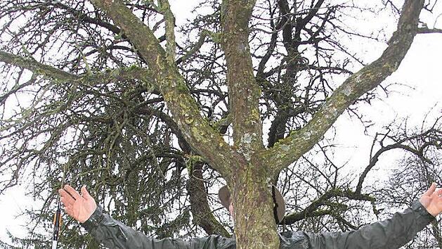Ein Mann wie ein Baum? Naja, eigentlich will Marius Wittur nur demonstrieren, wie die Leit&auml;ste am besten wachsen sollen. FOTO Diana Fuchs