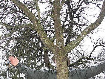 Ein Mann wie ein Baum? Naja, eigentlich will Marius Wittur nur demonstrieren, wie die Leitäste am besten wachsen sollen. FOTO Diana Fuchs