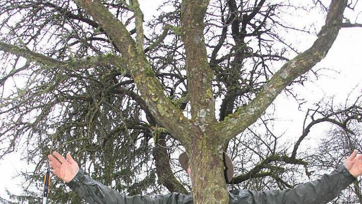 Ein Mann wie ein Baum? Naja, eigentlich will Marius Wittur nur demonstrieren, wie die Leitäste am besten wachsen sollen. FOTO Diana Fuchs