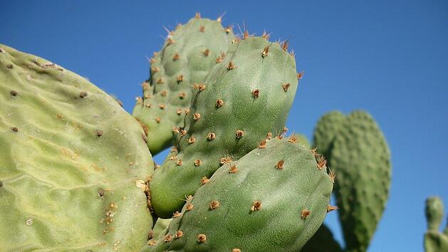 Leder aus Kakteen - geht das?