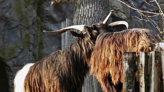Wer ist der Stärkste? Die Walliser Schwarzhalsziegen wollen's wissen.  Foto: Florian Dittert