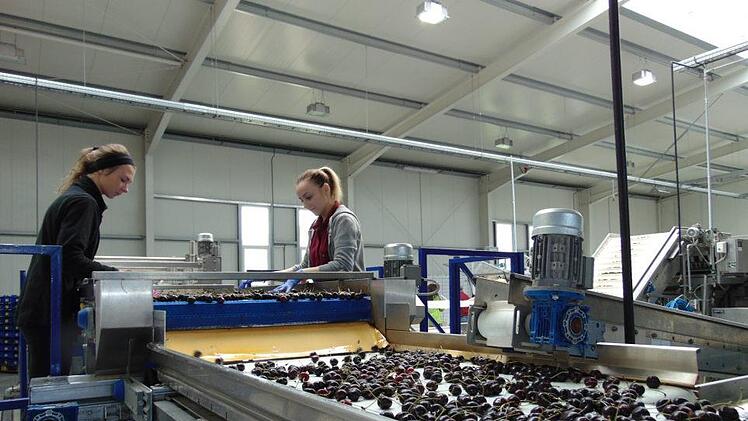 Die Kirschen auf  dem Band der Sortieranlage. Foto: Petra Malbrich