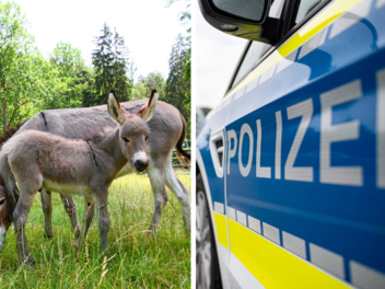Egloffstein: Unbekannte brechen in Tierpark Hundshaupten ein - "Sachschaden ist erheblich"
