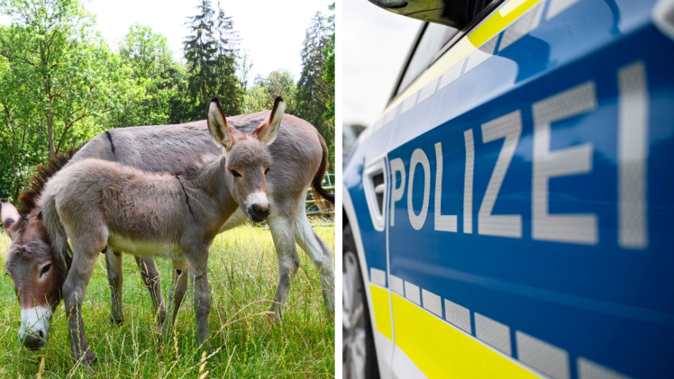 Egloffstein: Unbekannte brechen in Tierpark Hundshaupten ein - "Sachschaden ist erheblich"