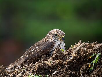 Habicht in Coburg vergiftet: LBV bef&uuml;rchtet Gefahr f&uuml;r Kinder und Hunde