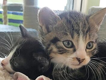 Sie fühlen sich sichtlich wohl: Das Tierheim Bamberg hat mehrere Katzenbabys nach dem schlimmen Brand in der Wannigsmühle aufgenommen.