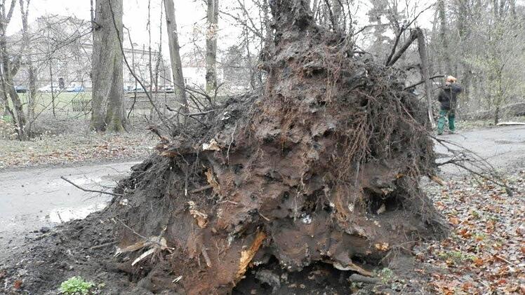 Samt Wurzel wurde dieser Baum im Hain umgedrückt. Foto: Stadt Bamberg