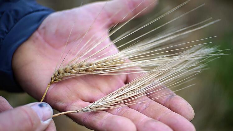 Wer genau hinsieht, erkennt den Unterschied: Links die volle, rechts die leere Ähre der Wintergerste. Foto: Bastian Sünkel