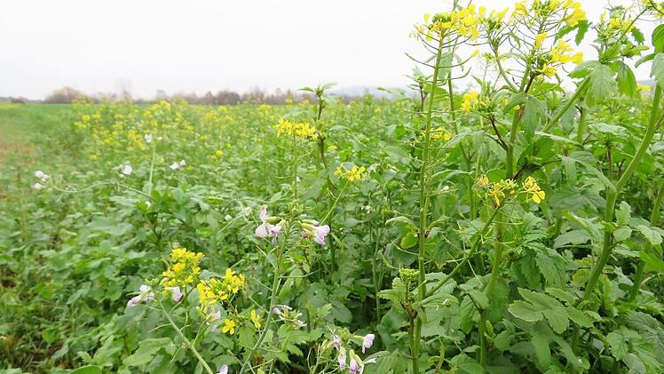 In vielen Saatgutmischungen sind Senf (gelbe Blüten) und Ölrettich (helllila Blüten) enthalten.Monika Schütz