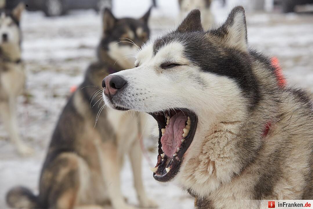 Schlittenhunderennen in Liebenscheid