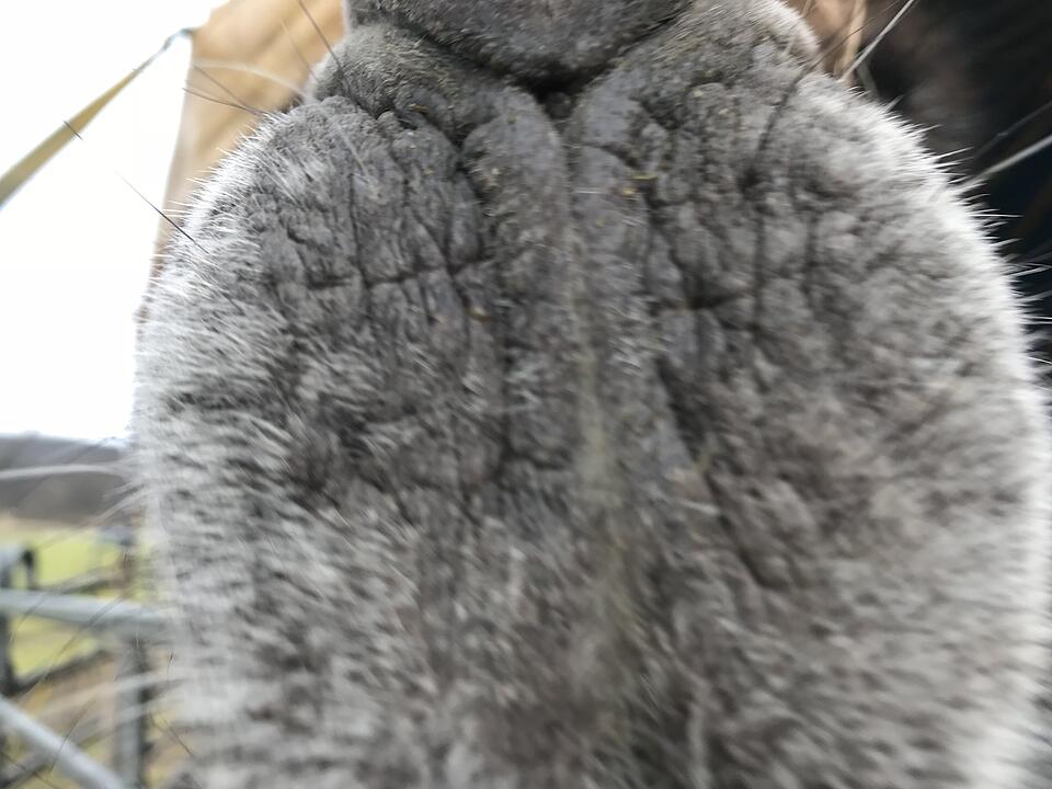 Zu Besuch bei Lamas und Kamelen im Kreis Haßberge