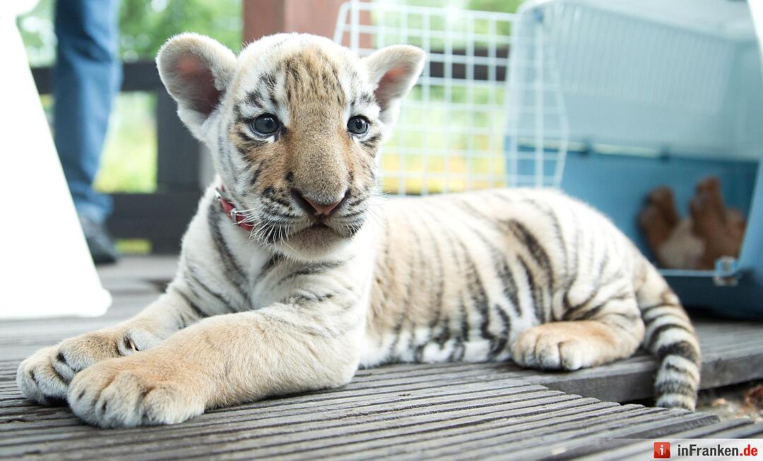 Tigerbaby vor Tierarzt-Praxis ausgesetzt