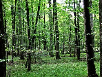 Das satte Grün bei Ebermannstadt bietet reiche Gelegenheit zum Luft-Bad. Foto: Josef Hofbauer
