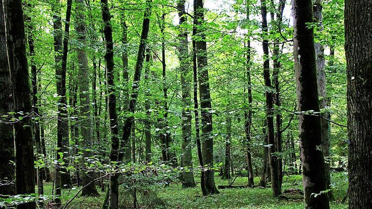 Das satte Grün bei Ebermannstadt bietet reiche Gelegenheit zum Luft-Bad. Foto: Josef Hofbauer