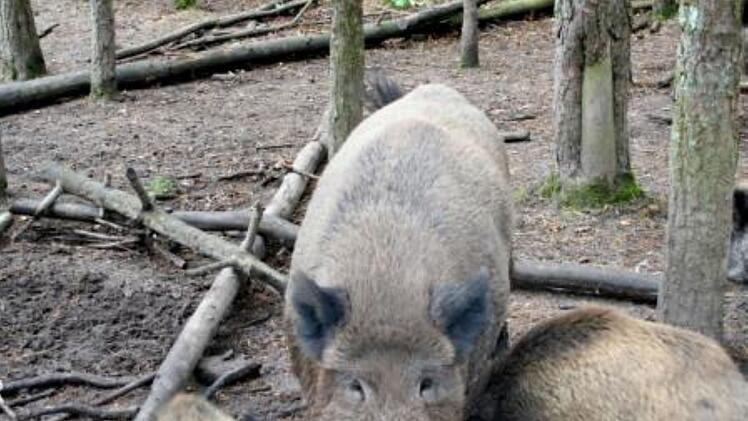 Erlangen: Beliebtes Tiergehege in Nürnberger Reichswald verwaist - "Enkel hat bitterlich geweint"