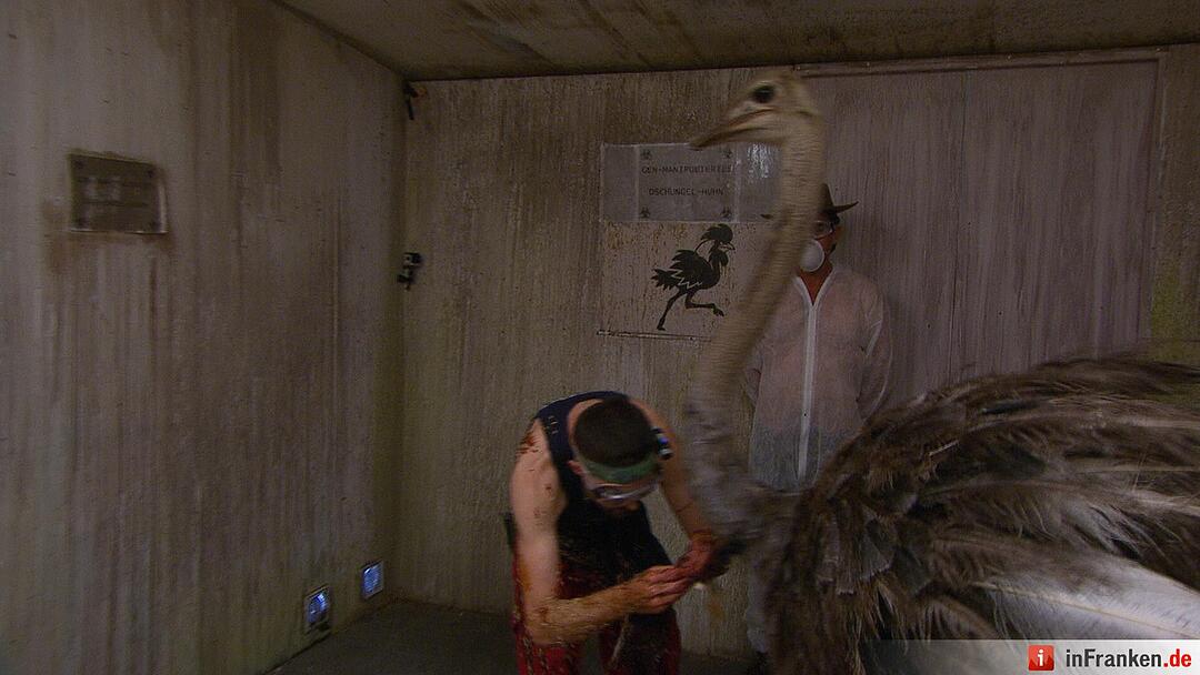 Ich bin ein Star - Holt mich hier raus!