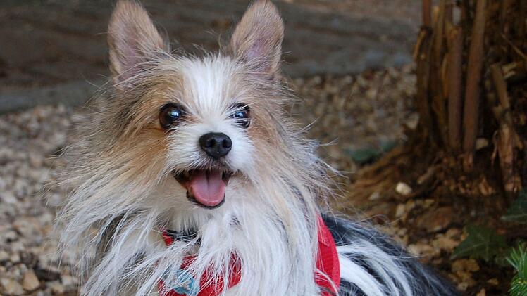 Lauf: "Wohin nur mit den vielen Hunden?" - Tierhilfe Franken nimmt Mogli als "einen von vielen" auf