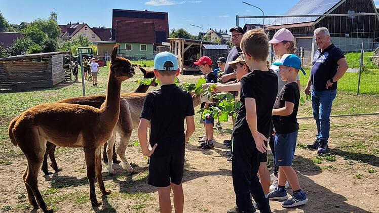 Abenteuer in Pfaffenberg: Ferientag mit Alpakas am Freitag