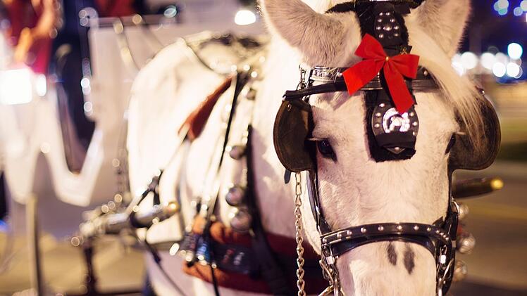 Hof: Musik, Kinder-Programm und Co. - das erwartet die Besucher des Weihnachtsmarkts