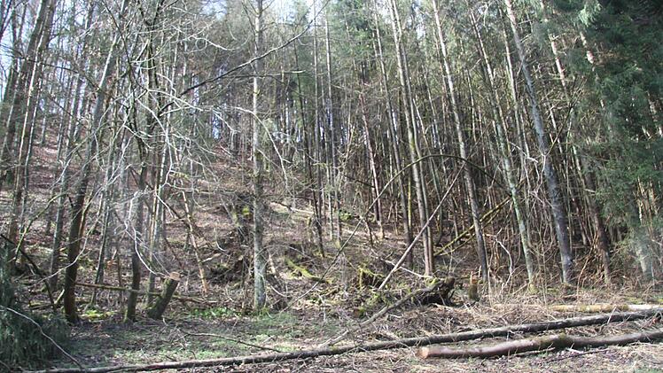 Zwischen Untersteinach und Guttenberg sind im Wald viele Bäume umgekippt oder mitsamt der Wurzel ausgerissen worden Foto: Sonja Adam