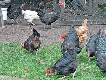 Die Hühner im Wichernhaus bieten nicht nur Gesprächsstoff. Sie sind auch eine Aufgabe für Senioren.