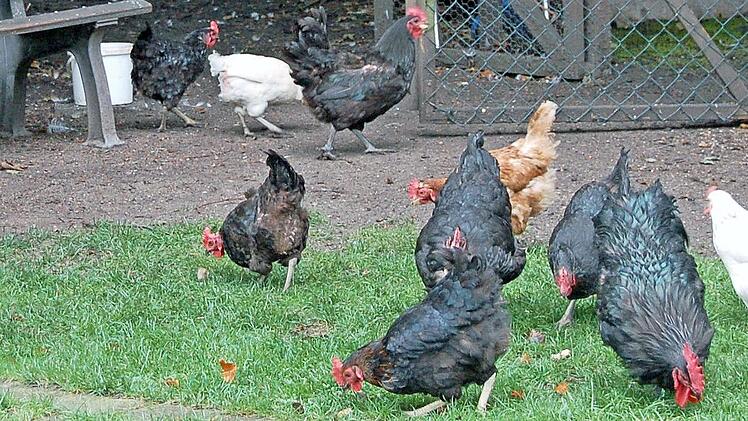 Die Hühner im Wichernhaus bieten nicht nur Gesprächsstoff. Sie sind auch eine Aufgabe für Senioren.