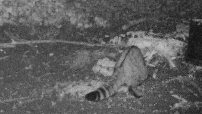 Die Wildkamera des Forstbetriebs hat ein Foto vom nächtlichen Jäger geschossen. Foto: Forstbetrieb