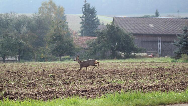 Impressionen von der Maisernte bei Ebensfeld. Foto: Markus Häggberg