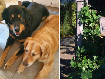 Burgfarrnbach: Paar erh&auml;lt &uuml;blen Hundehasserbrief - "so schrecklich"