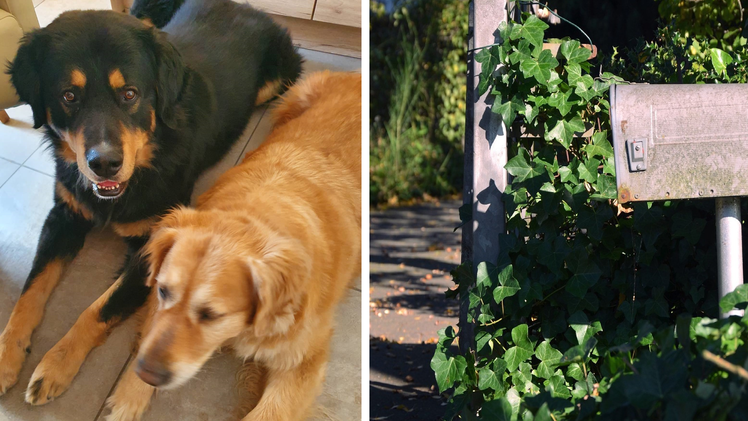 Burgfarrnbach: Paar erh&auml;lt &uuml;blen Hundehasserbrief - "so schrecklich"