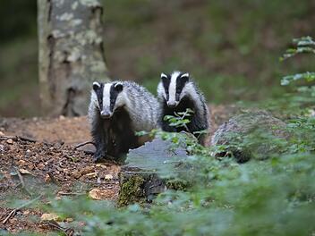 "Frechdachs" sorgt für Bahn-Chaos in Bayern - Strecke tagelang gesperrt