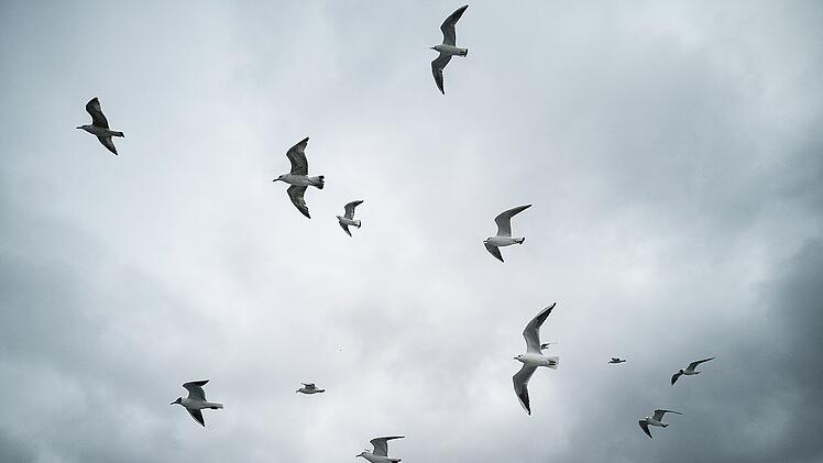 Einige Vogelarten nutzen starke Winde für ihren Flug