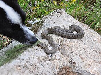 Schlange in Garten entdeckt Schlange in Garten entdeckt