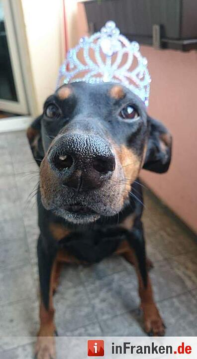 Auf den Hund gekommen: Die schönsten fränkischen Hunde unserer Nutzer