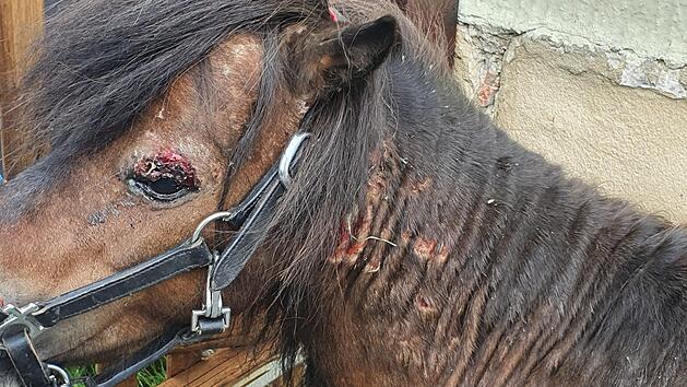 Der Leithengst war bei dem Tierangriff &uuml;bel zugerichtet worden, vor allem um sein linkes Auge stand es schlimm. Foto: Christine Fischer