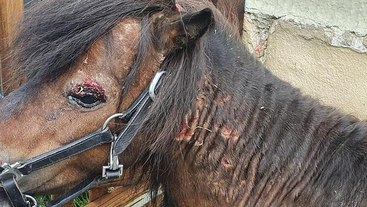 Der Leithengst war bei dem Tierangriff übel zugerichtet worden, vor allem um sein linkes Auge stand es schlimm. Foto: Christine Fischer