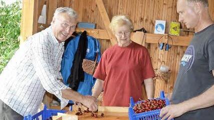 Georg, Helga und Rainer Nützel beim Sortieren der Kirschen
