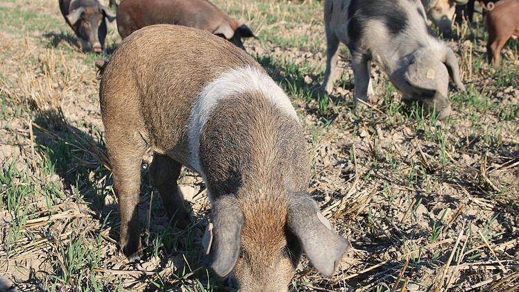 Der Boden eignet sich perfekt, um zu w&uuml;hlen.Foto: Stefanie Gleixner