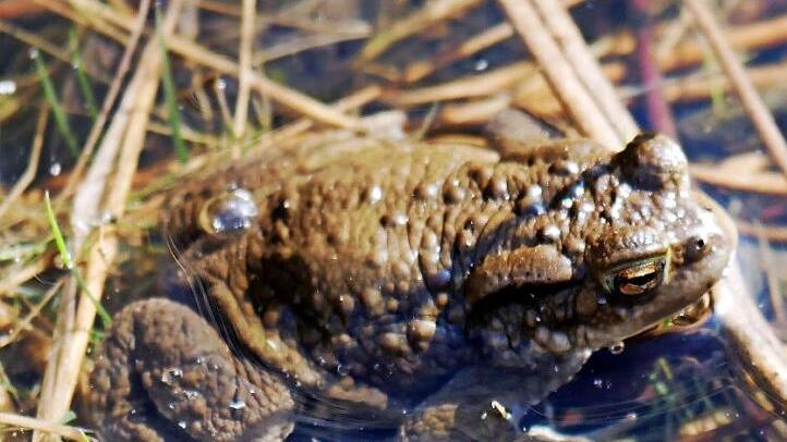 Erdkröten wie diese gehören zu den Amphibien, die jetzt wieder unterwegs sind.  Foto: Foto: Johannes Marabini/Archiv