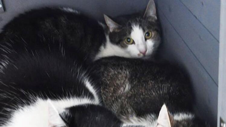 Tierheim Hof nimmt 15 traumatisierte Katzen auf - "seelisch so am Boden"