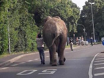 Ein ausgeb&uuml;xter Elefant hat am Mittwoch eine Stadt in Rheinland-Pfalz auf Trab gehalten. Das Tier war aus einem Zirkus entlaufen und spazierte rund einen Kilometer durch Neuwied, wie ein Polizeisprecher sagte. Auf Twitter kursierten Videos mehrerer Nutzer, die den Elefanten namens Kenia bei seinem Spaziergang gefilmt hatten.  Foto: -/Polizeidirektion Neuwied/Rhein/dpa