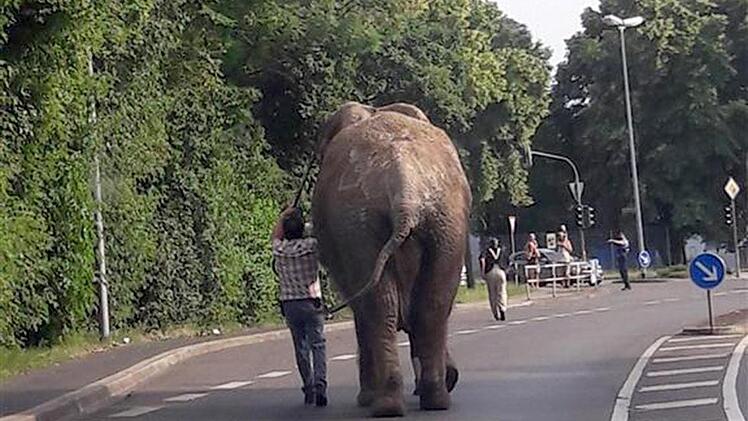 Ein ausgeb&uuml;xter Elefant hat am Mittwoch eine Stadt in Rheinland-Pfalz auf Trab gehalten. Das Tier war aus einem Zirkus entlaufen und spazierte rund einen Kilometer durch Neuwied, wie ein Polizeisprecher sagte. Auf Twitter kursierten Videos mehrerer Nutzer, die den Elefanten namens Kenia bei seinem Spaziergang gefilmt hatten.  Foto: -/Polizeidirektion Neuwied/Rhein/dpa