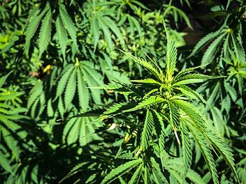 Lichtenfels: Polizei entdeckt Cannabisplantag - Anbauer erwartet Anzeige Lichtenfels: Polizei entdeckt Cannabisplantag - Anbauer erwartet Anzeige