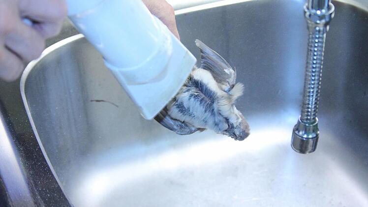 Der Föhn bläst den Holzstaub weg.