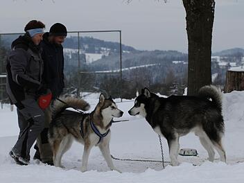 Sie haben einen Drang zum Laufen, aber die Schlittenhunde-Rassen unterscheiden sich doch. Der Husky (links) ist schnell, aber nicht so kräftig. Der etwas größere und schwerere Malamute (rechts) ist nicht ganz so flink, kann aber mehr ziehen. Gutmütig sind beide, sagen Sonja Mehrbach und Jens Vießmann.  Foto: Klaus Klaschka