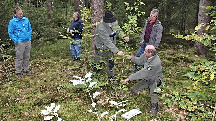 Wolfgang Meiners und Jürgen Hahn (vorne von rechts), freuen sich über den tollen Zuwuchs an Eichen und Buchen. Bürgermeister Wolfram Thein (links) und Gemeinderat Herbert Baum (rechts) lauschen deren Ausführungen. Foto: Helmut Will