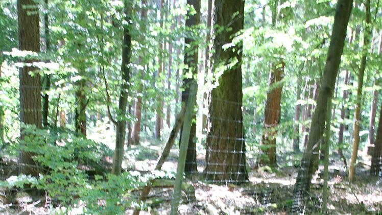 Der Boden in dem Waldstück ist sehr feucht. Eine spezielle Schieferschicht sorgt für Staunässe.
