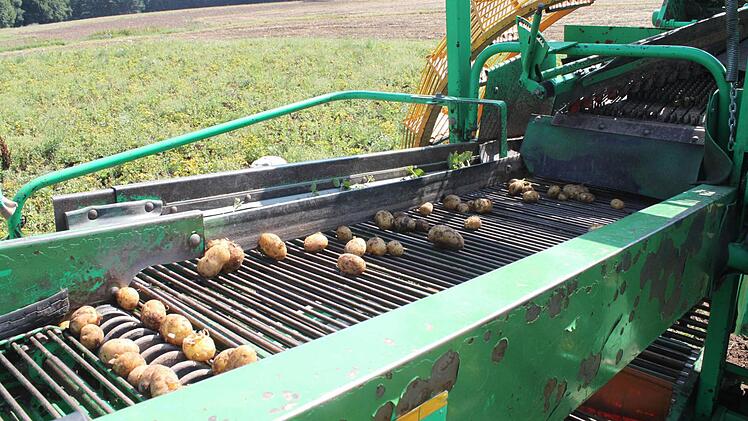 Wenn der Boden zu feucht ist, kann man Morgens nicht ernten. Dann kommen auch nicht viele Kartoffeln aufs Band.