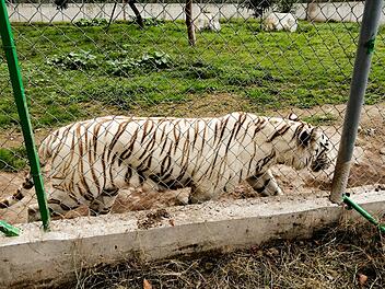 Tiger in Mexiko nach Unwetter auf freiem Fuß